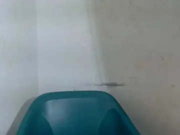 Bongacams Best Webcam of Sugarxpussy