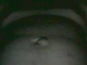 Cam4 Sex Chat of bigsperm