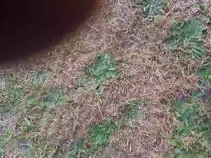 Cam4 Nude Webcam of Buggychad64