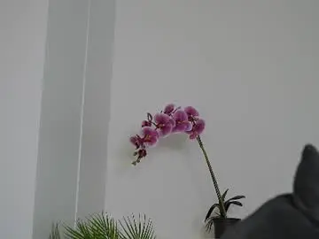 Chaturbate Adult Webcam of sonya_kelsey