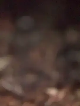Stripchat Live Sex of SexyMarck